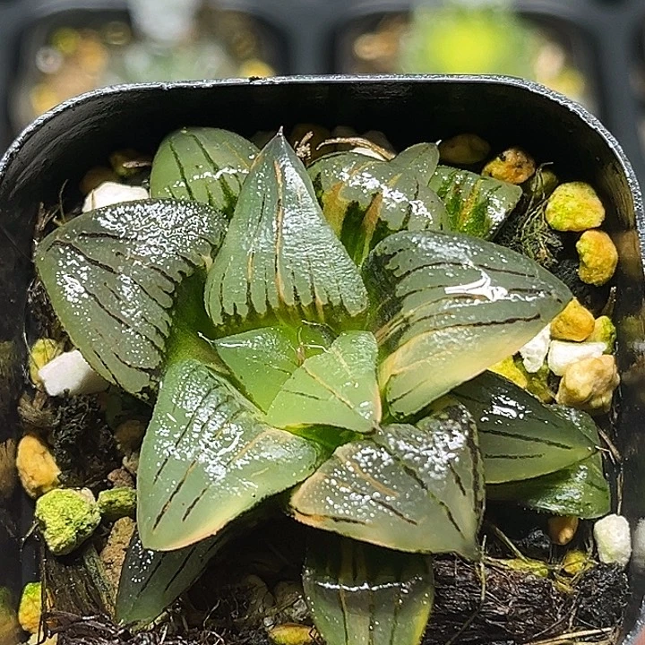 132红纹寿锦头家多肉十二卷