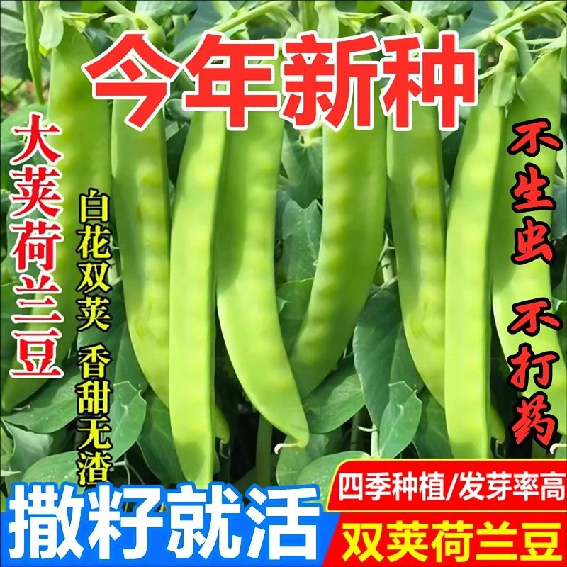 大荚荷兰豆种子四季蔬菜抗病包邮正宗秋豆角种子四季豆