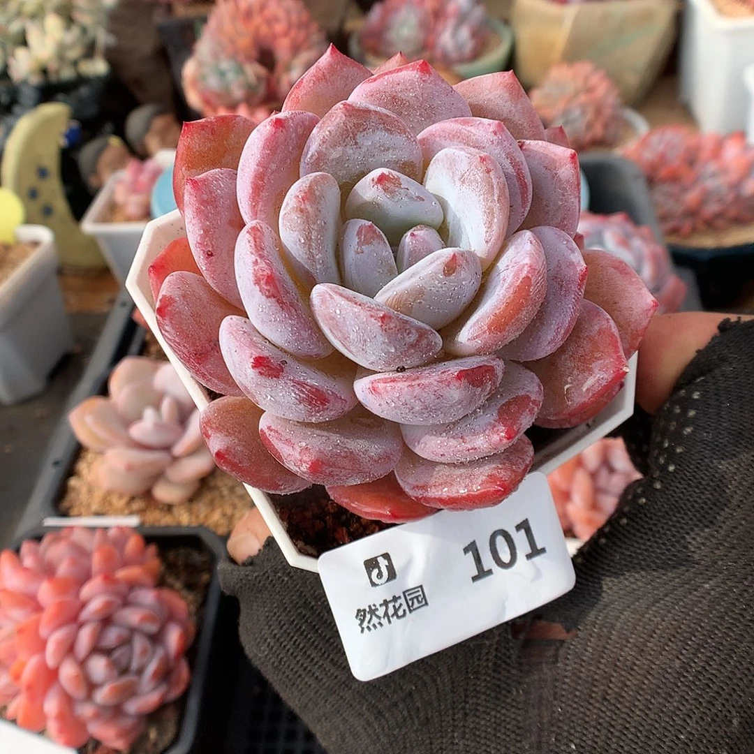 101星影多肉植物6666