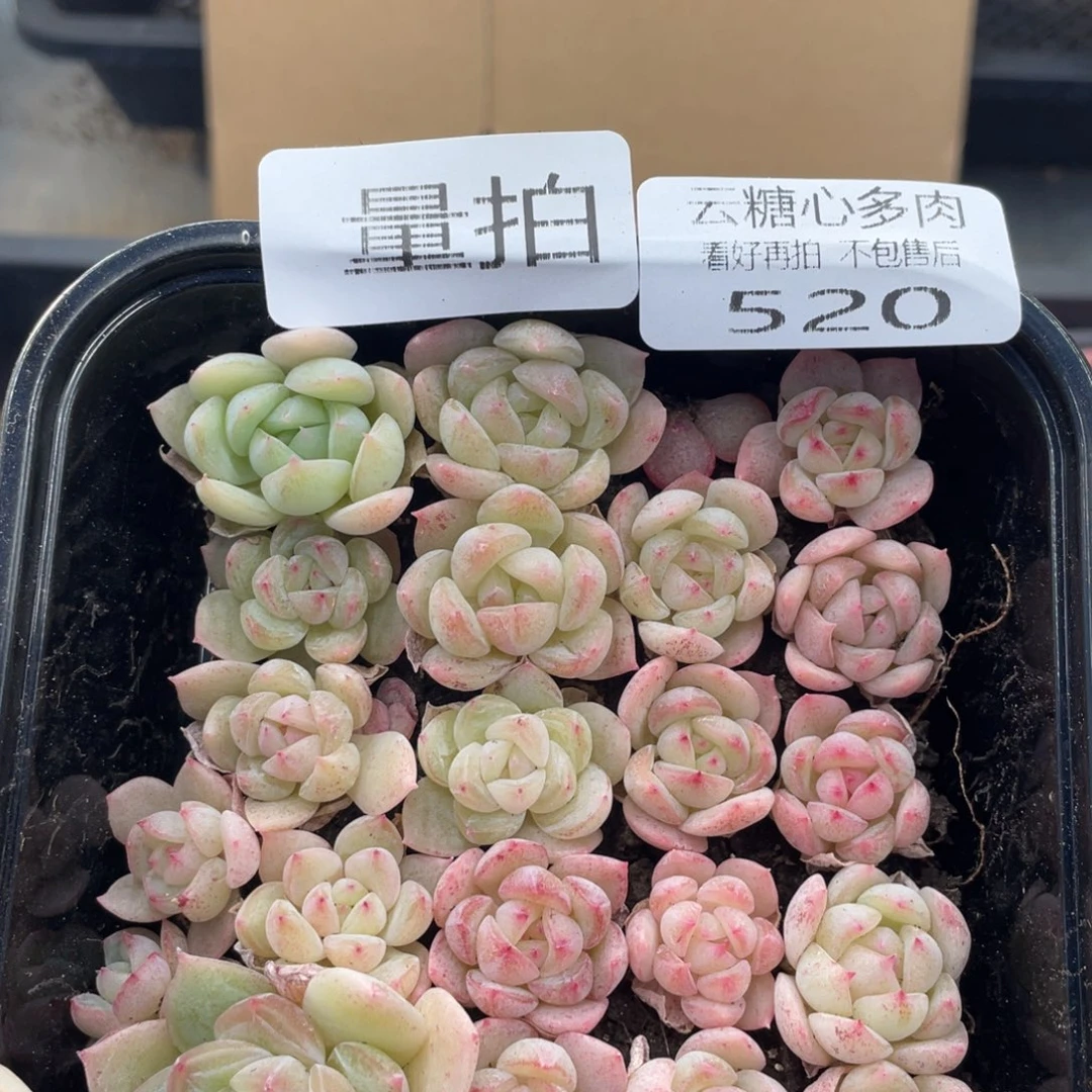 云糖心多肉植物520
