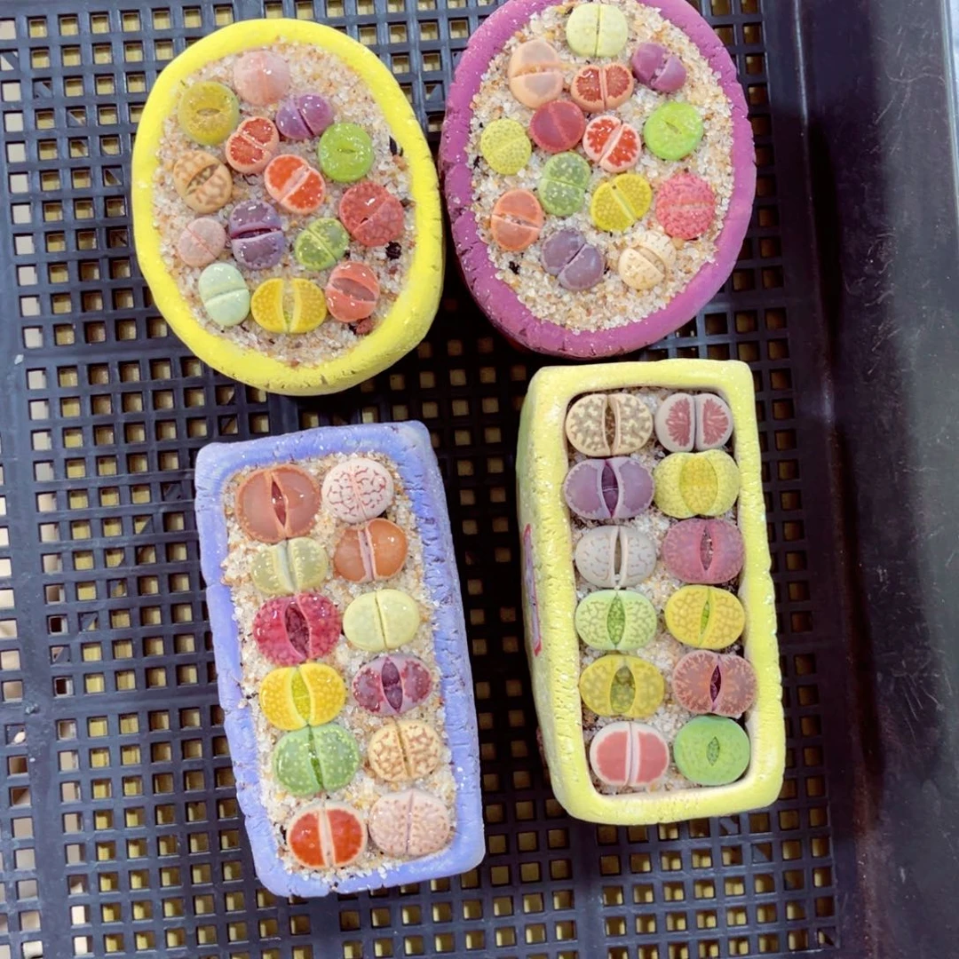 食****u753. 678758986788899