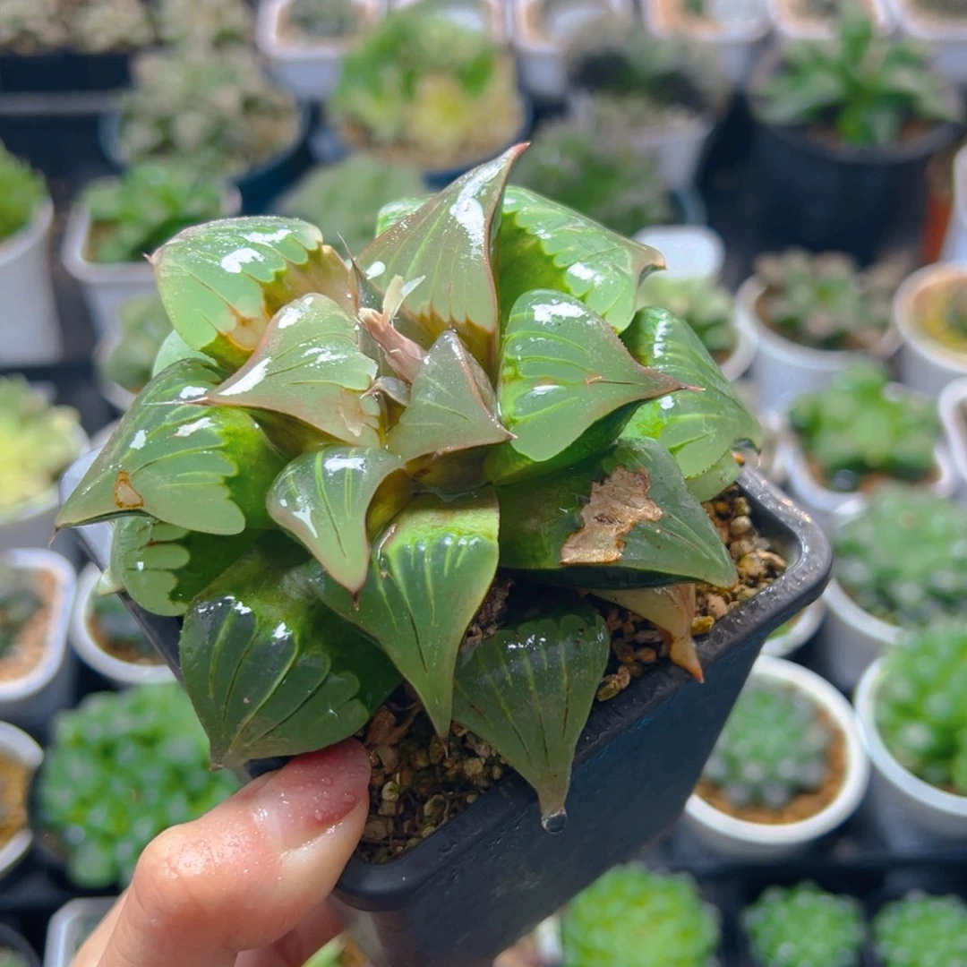 瑕疵媚凤母本玉露多肉一颗