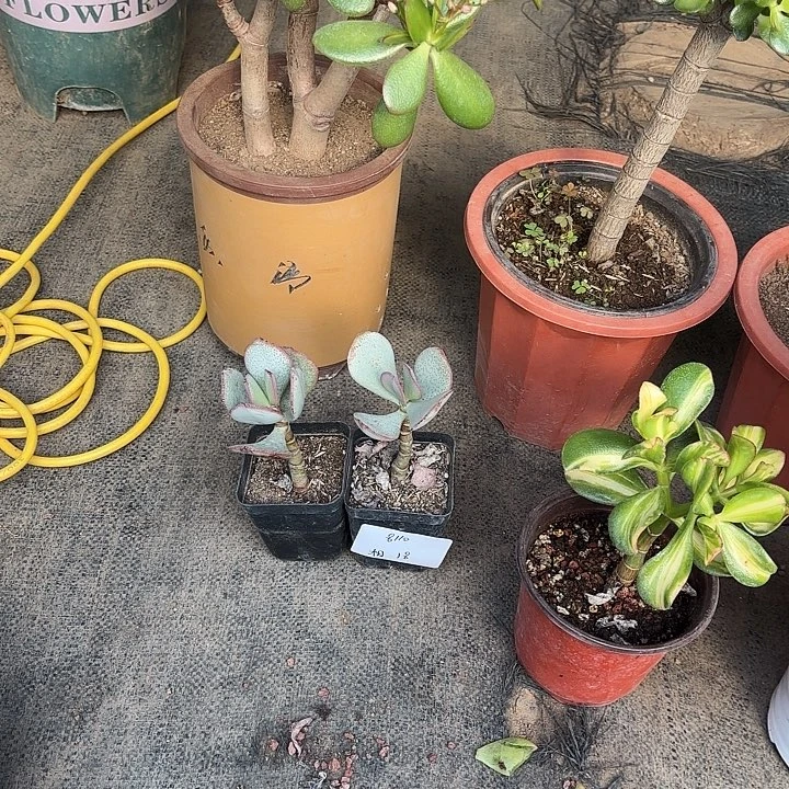 湘***湘当前无花栽培后可以开花轮回18