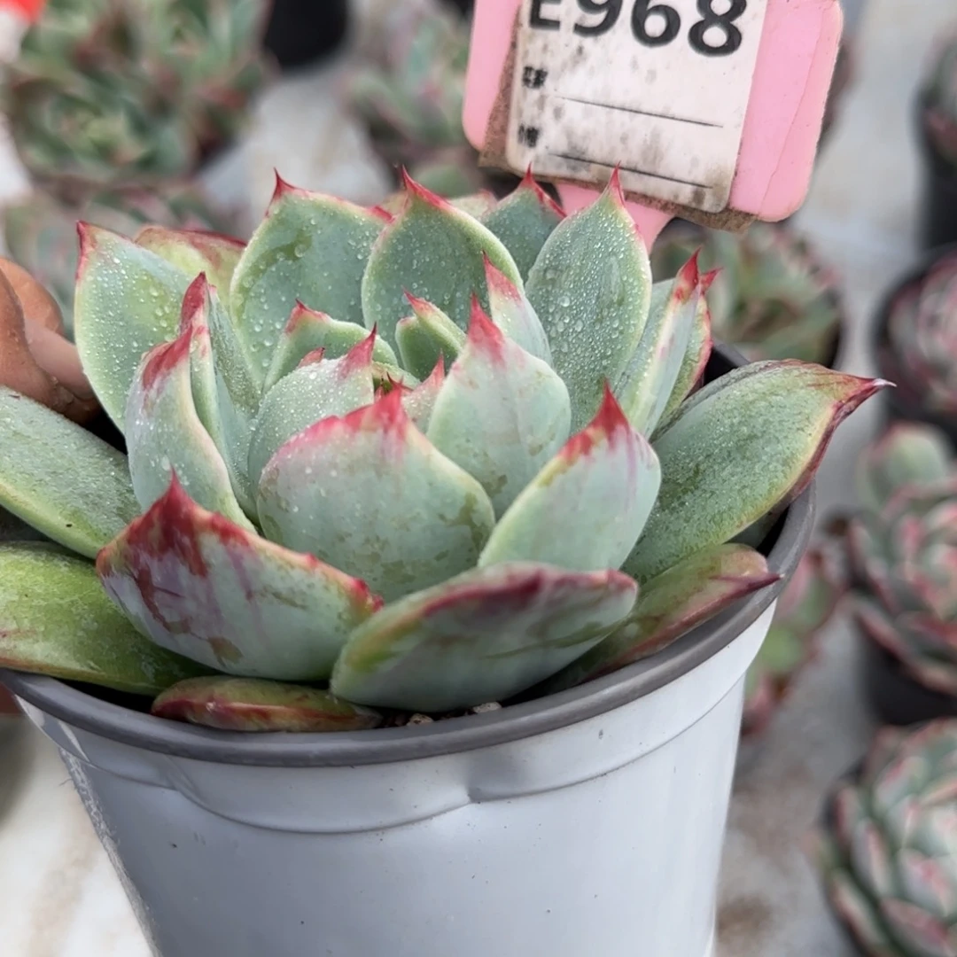 外翻拉丝惊鸿一物一拍包装收缩花旱968