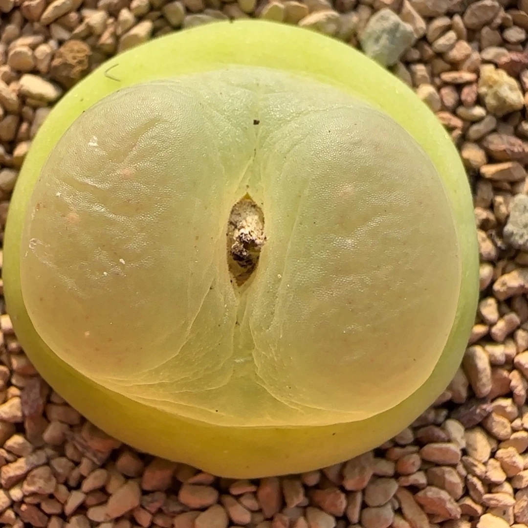 多肉植物大拉登 45号