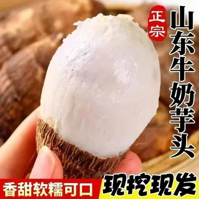 正宗山东新鲜牛奶芋头软糯香甜细腻丝滑现挖现发当季蔬菜芋艿魔芋