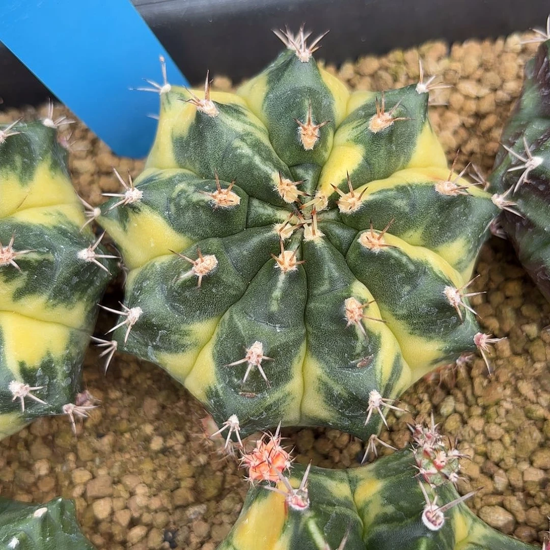 Z904-1109泰国米哈rye