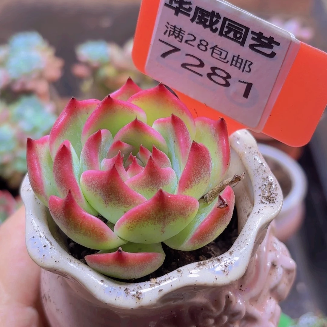 7281（28包邮）