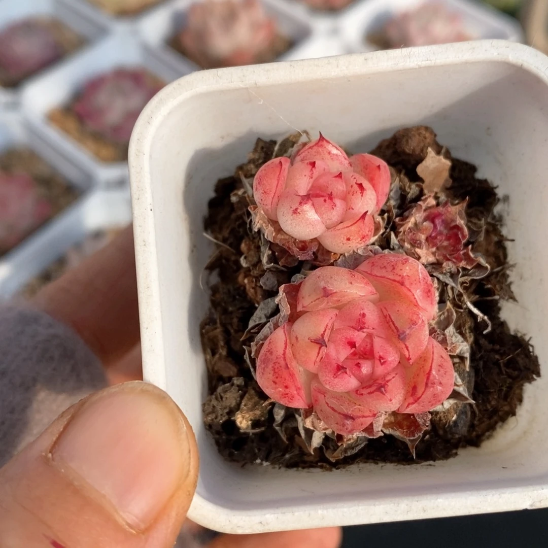 精品多肉一物一拍63