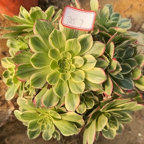 多肉植物水蜜桃725