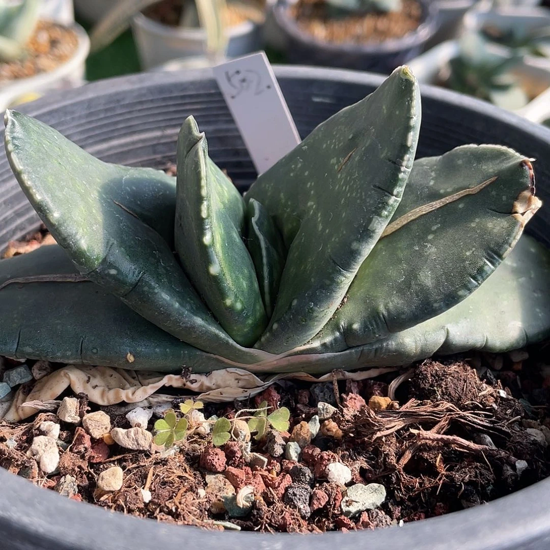 502脱土发货11111111