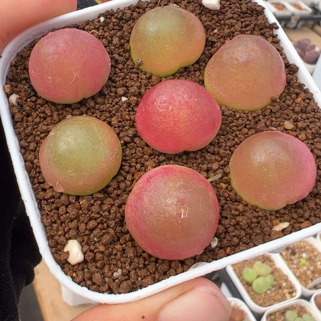 021多肉植物组合
