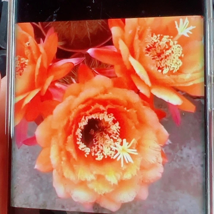 毛花柱VR11侧芽拍一发二