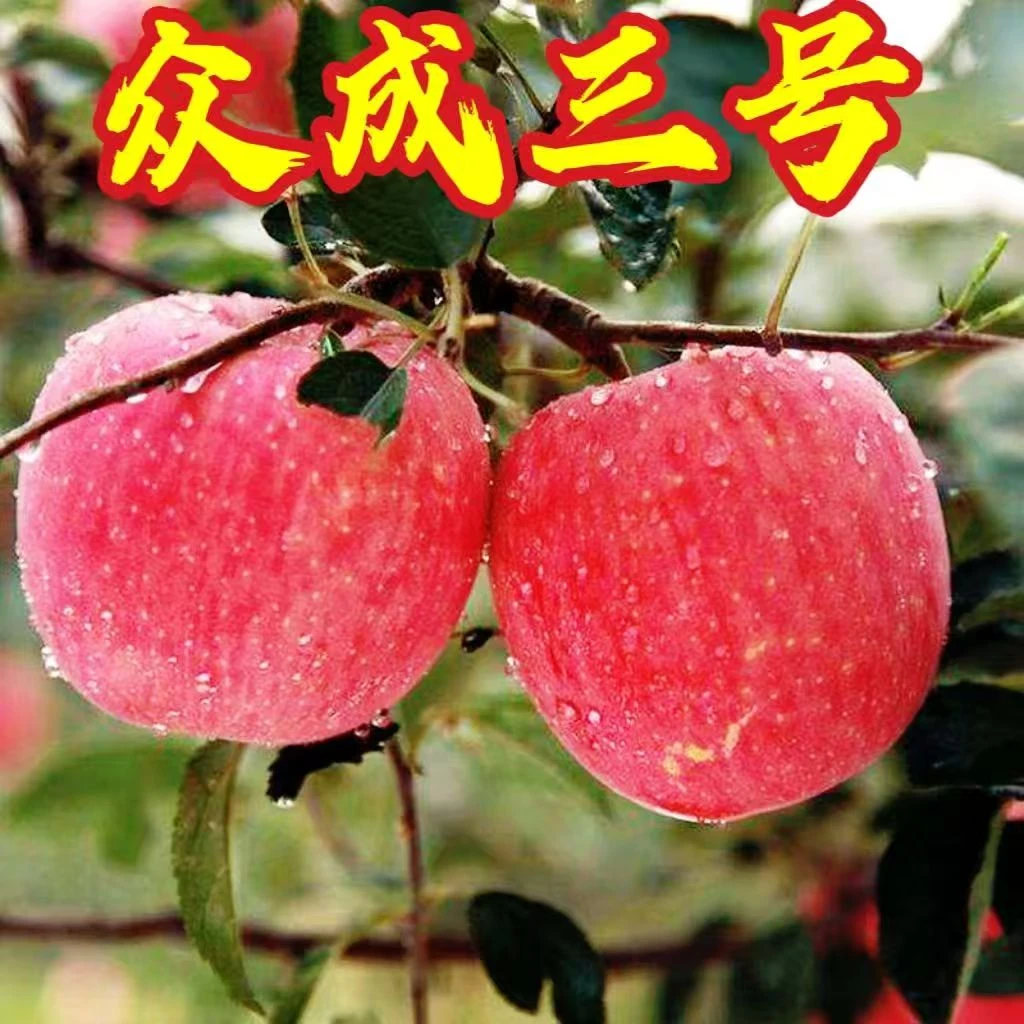 苹果树苗嫁接众成三号苹果树苗盆栽地栽南方北方种植果树苗批发