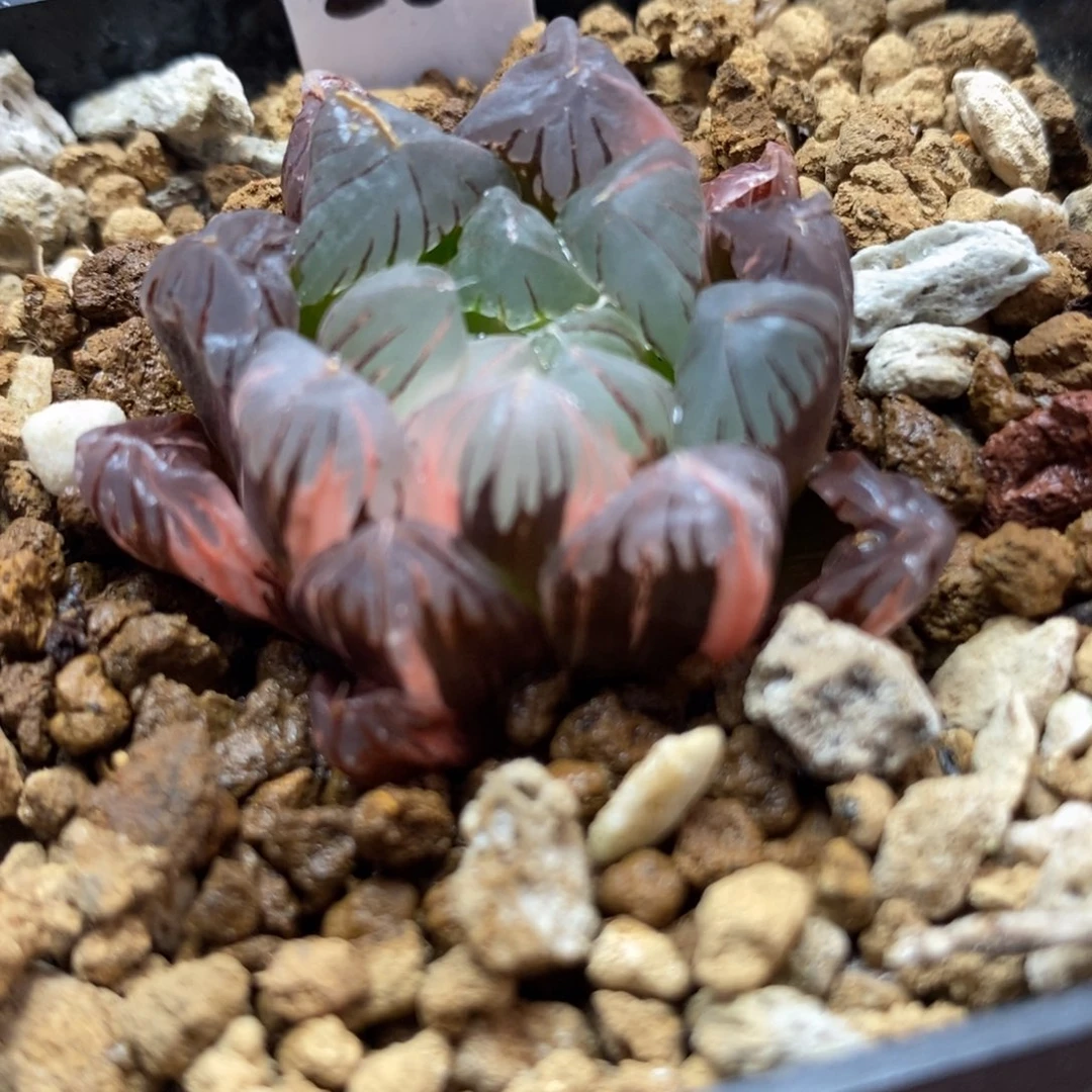28广濑玉露锦一物一拍