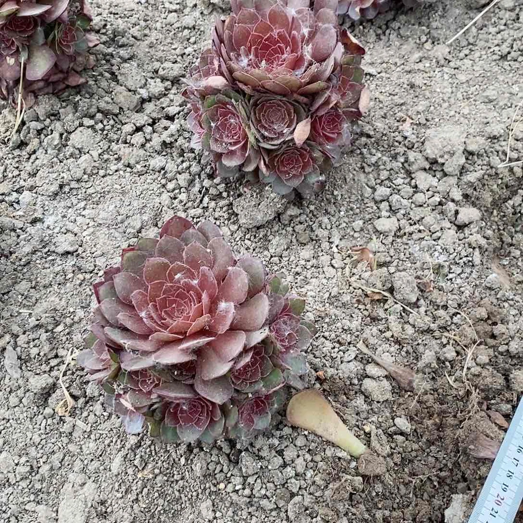 红魔手棒叶展15公分买一送一