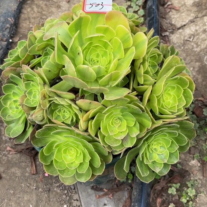 家***宝503雨荷多肉植物法师