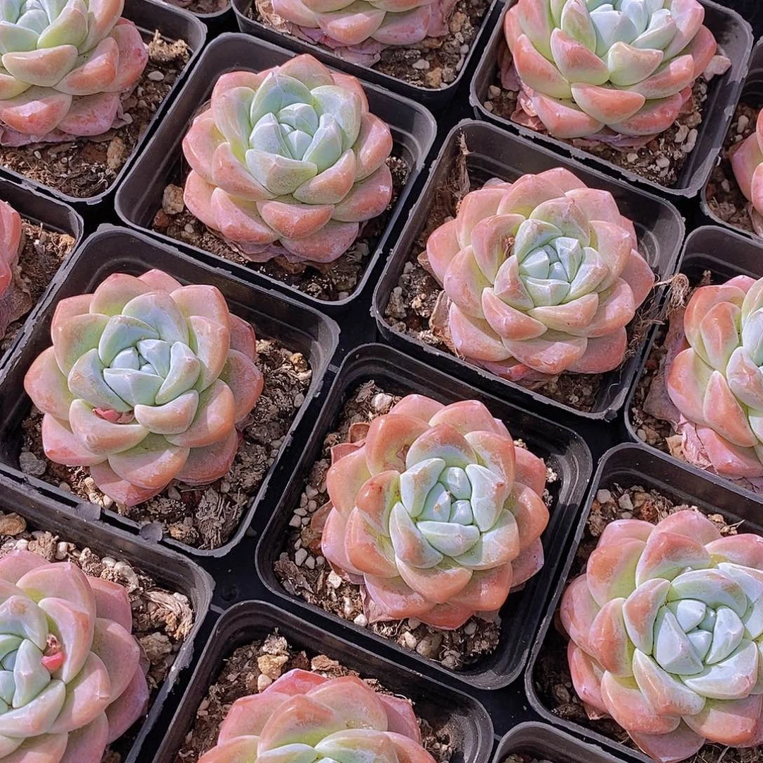 14-61- 樱花粉冰玉单头一颗 量拍