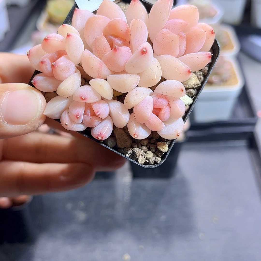 阿***桃770  倾城珍妮满18包邮