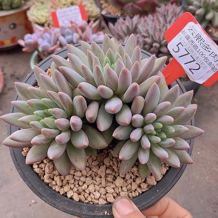 5772红蜻蜓。