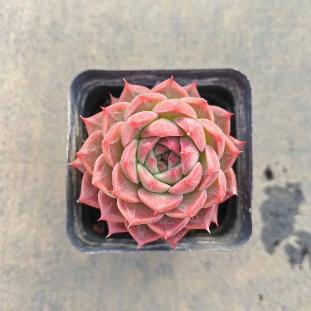 7#红刺璃多肉植物   前男友精品多肉