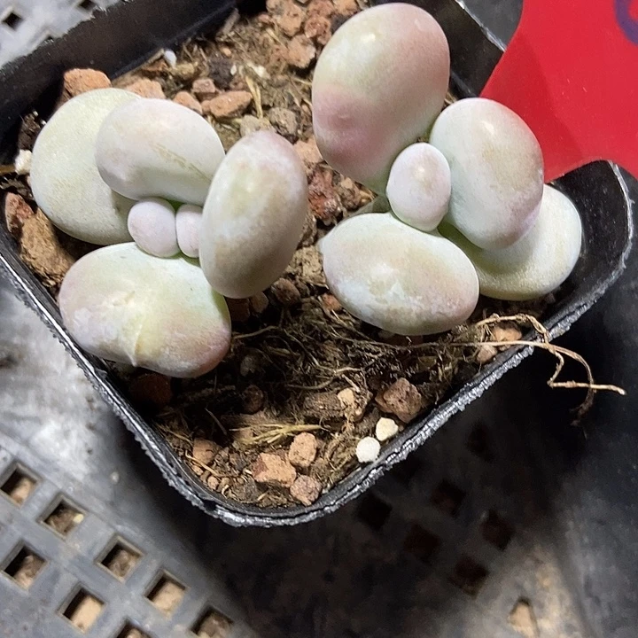 多肉植物油煎805多肉