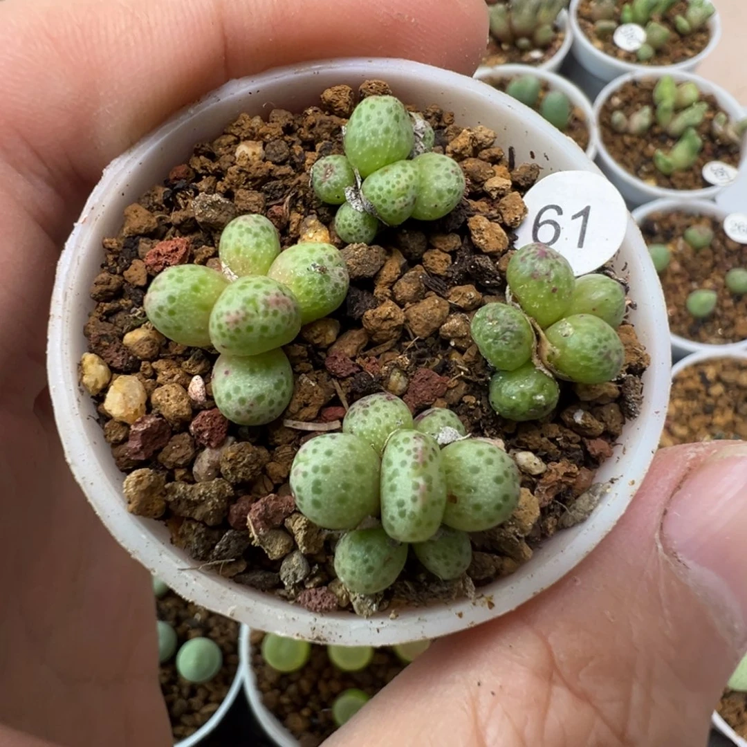 草莓一颗脱土61000000