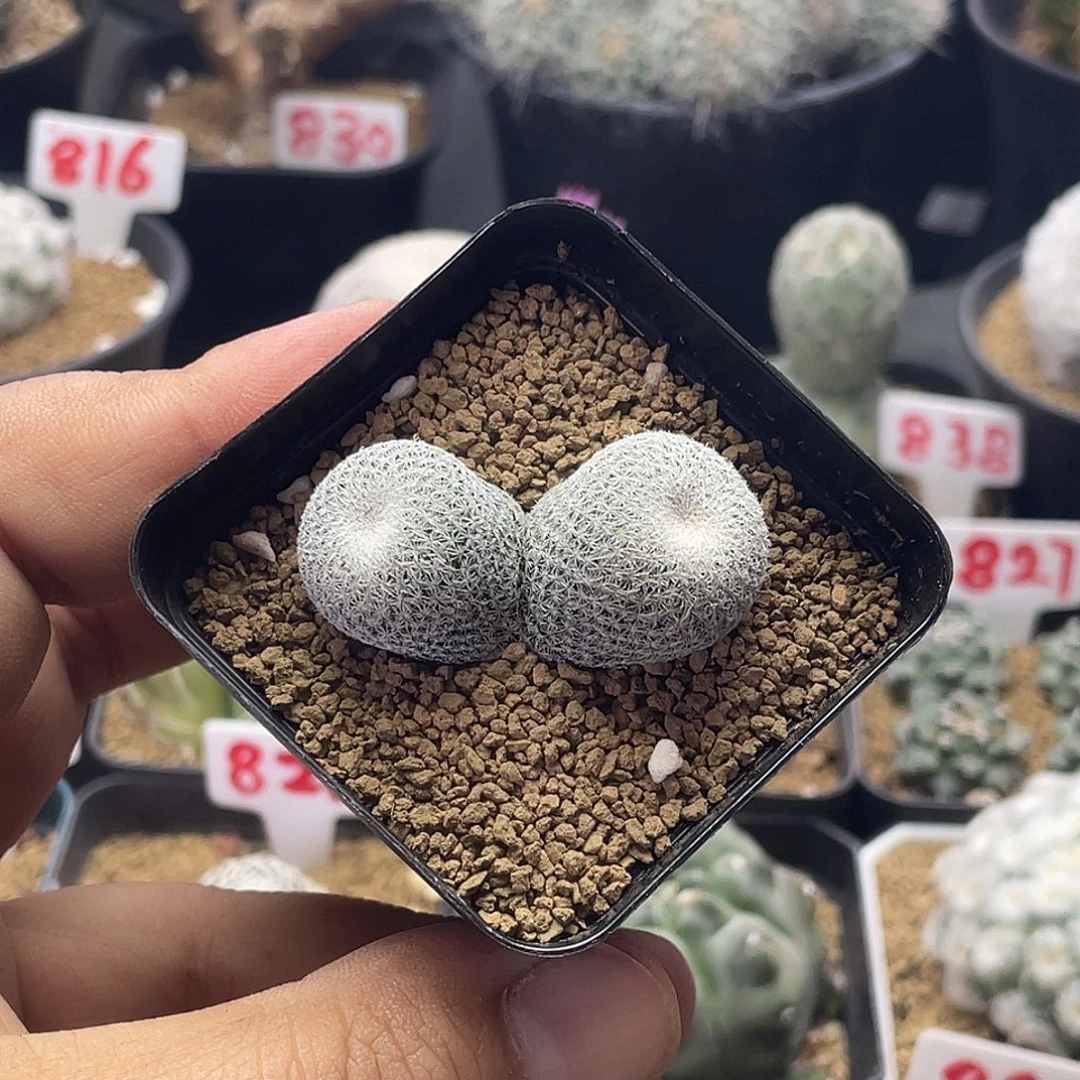 双头超白伊朗丸仙人球