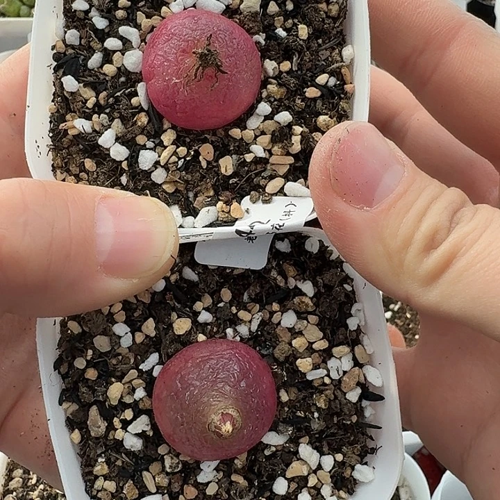 冥****帝老马生石花灯泡1442