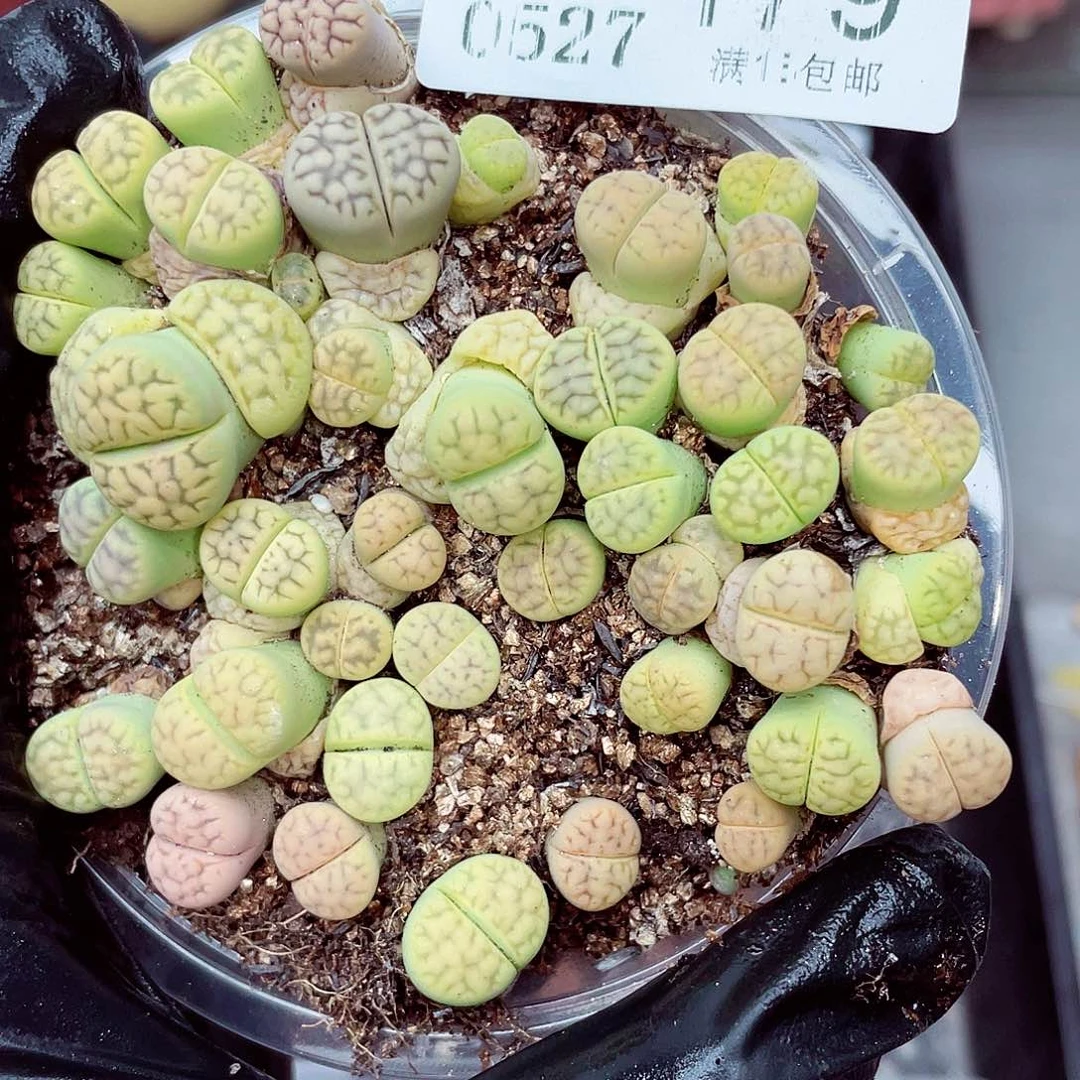 郎哥18包邮0527-179