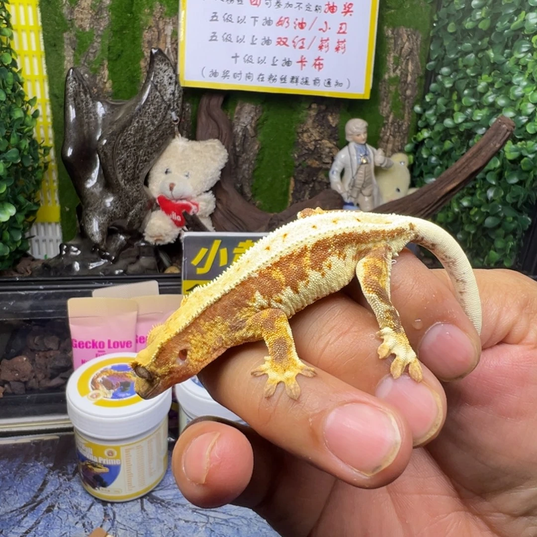 睫角守宫红底莉莉