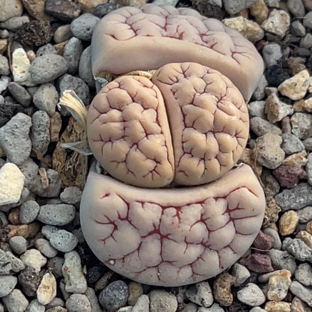 7276红纹脑纹蛙哥189一颗