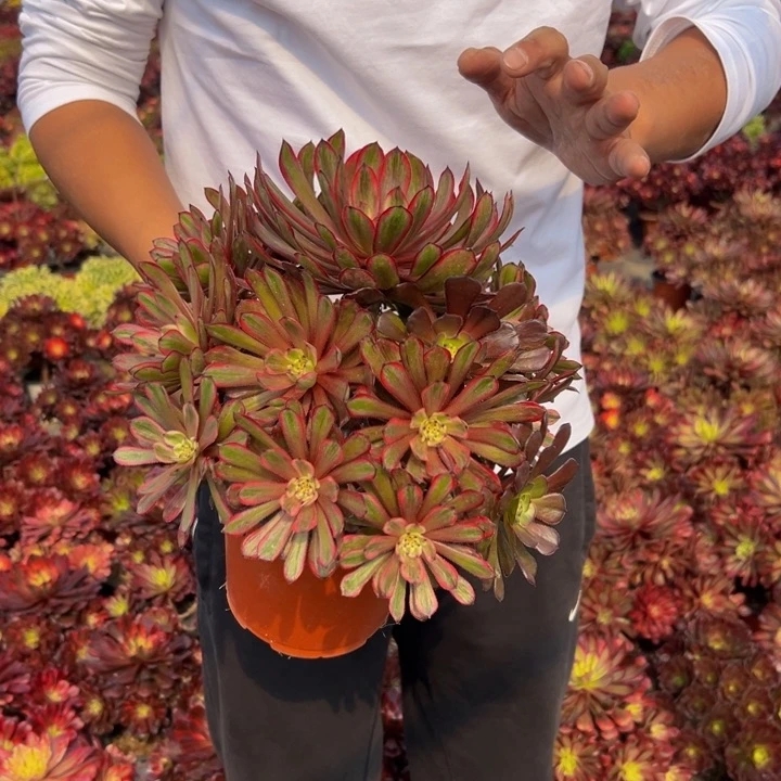 18.8红腹轮一棵包邮