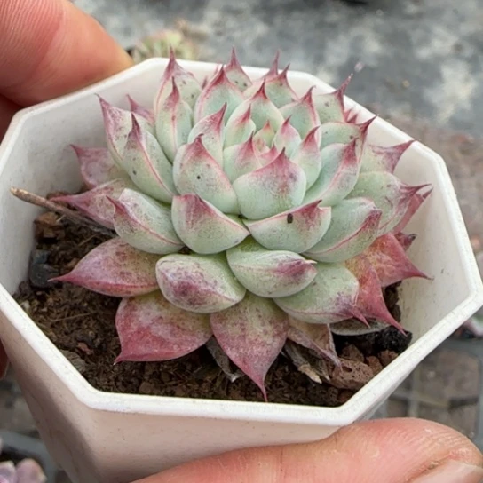 101无吉多肉植物的