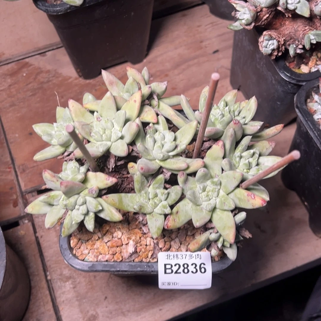 2836微瑕超法哈哈哈哈哈哈哈哈