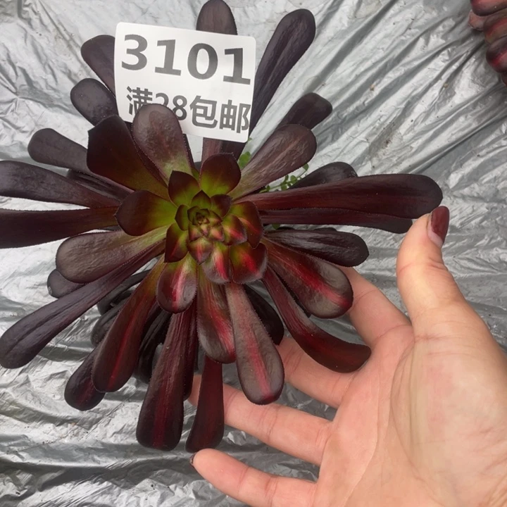 3101三号棚魔法师中班K