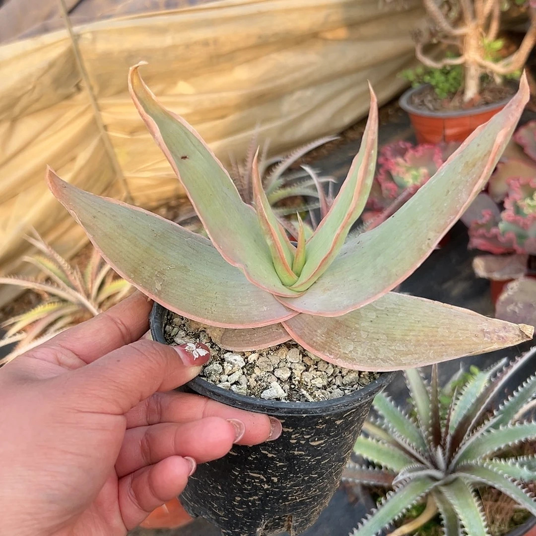 多肉植物银芳锦单头