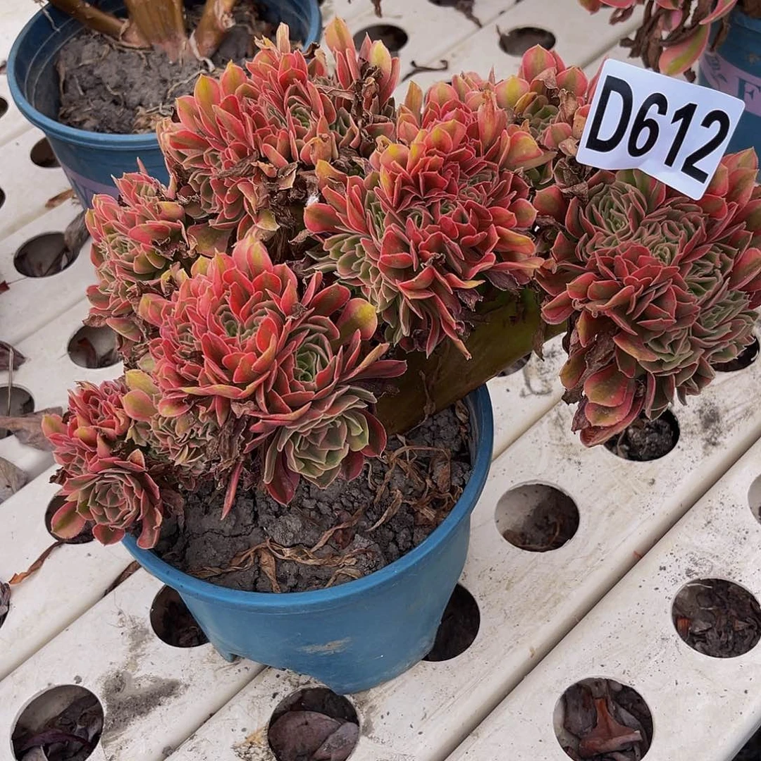 红袖法师7—-10包邮