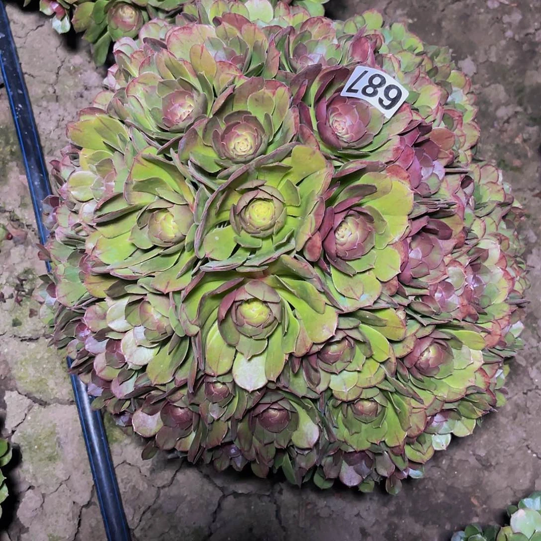 法师法师14-37包邮法师