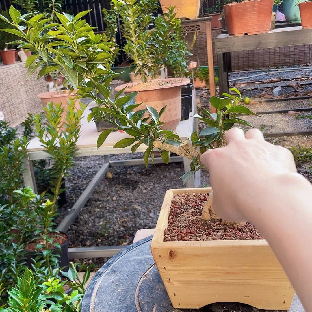 完全开放喜**?八房柑