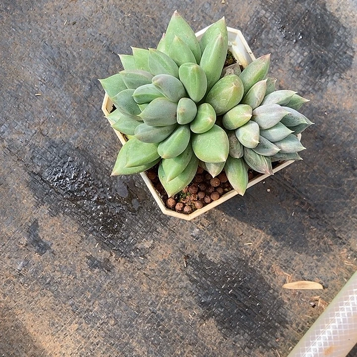 红象牙锦多肉植物
