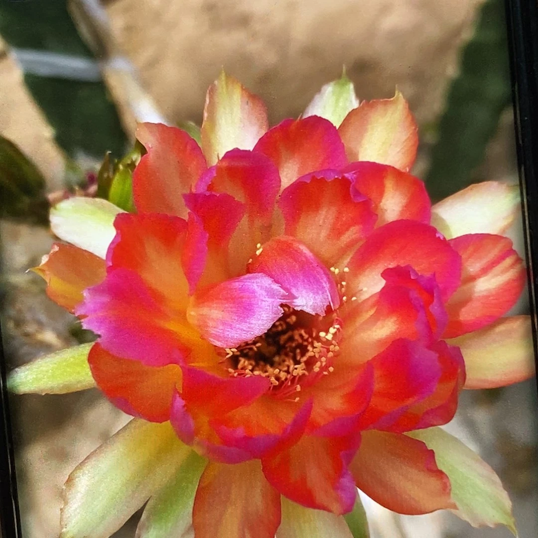 丽 汤姆侧芽歪20包邮/4公分