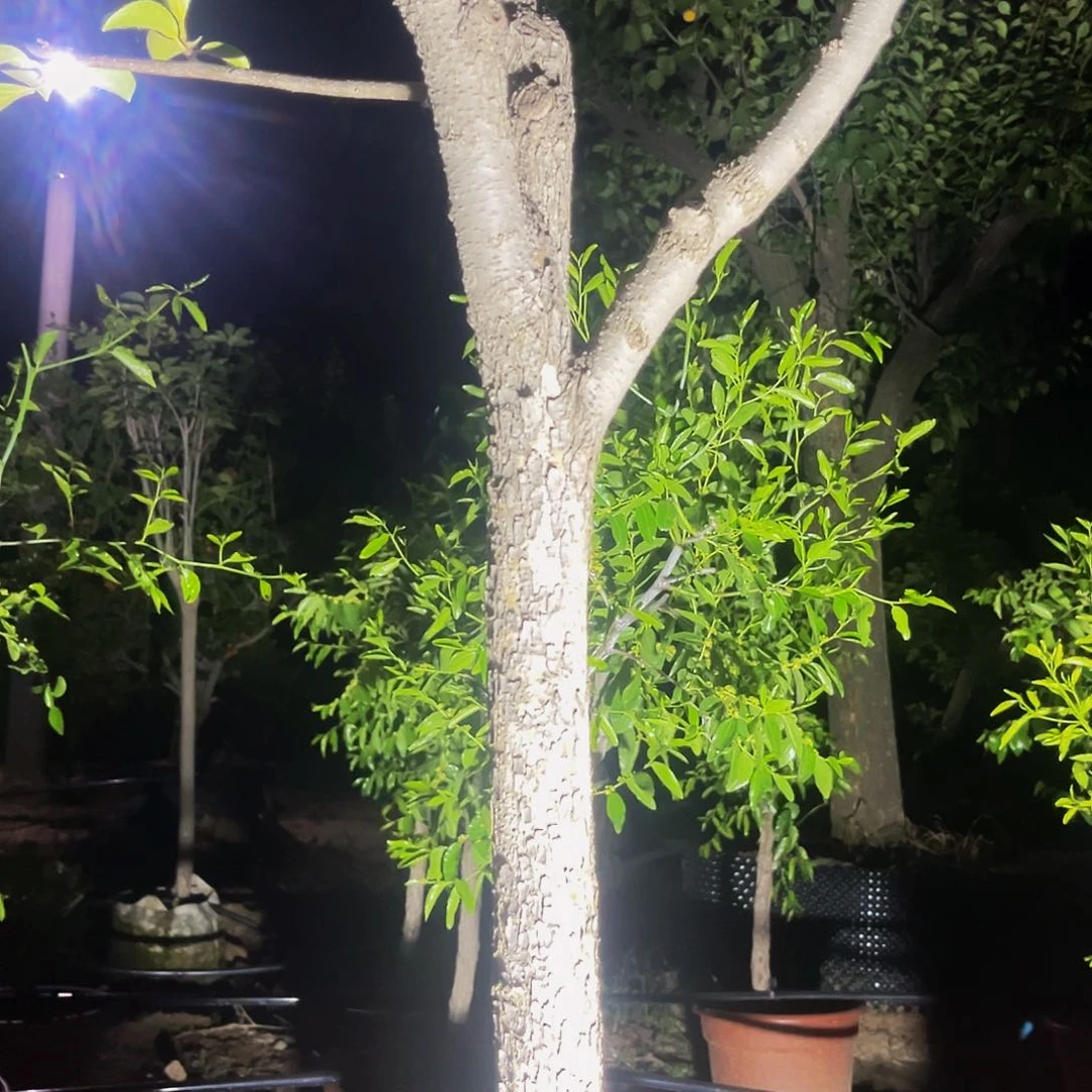 柿子树屋5棵包邮的