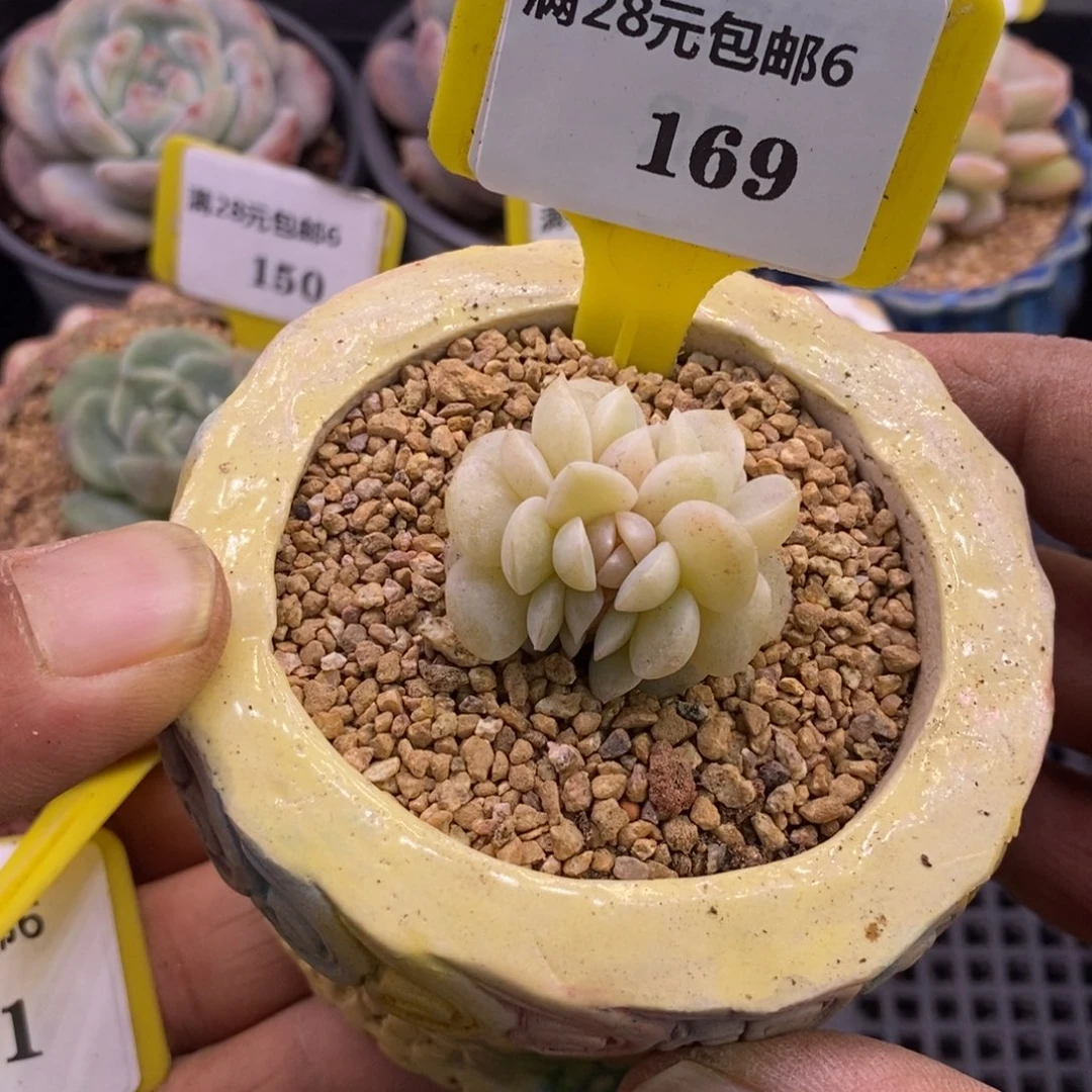 6169冰心缀化多肉植物