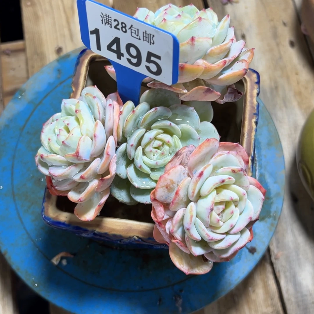 1495勃朗峰，冠服13