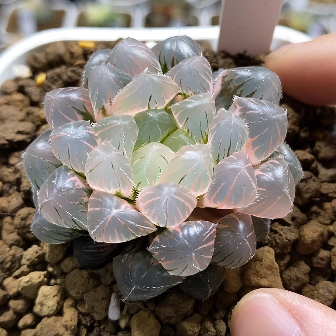 35蓝镜哈哈哈哈哈哈哈哈
