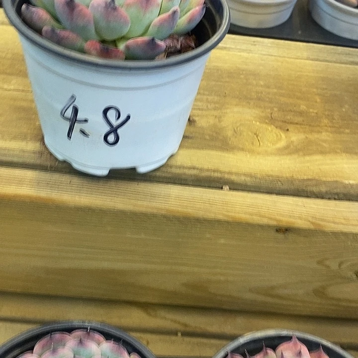 大单头马赛尔福利多多