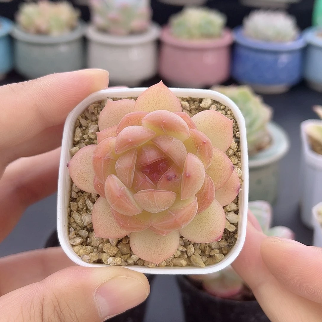 大禹多肉 ，259琴心