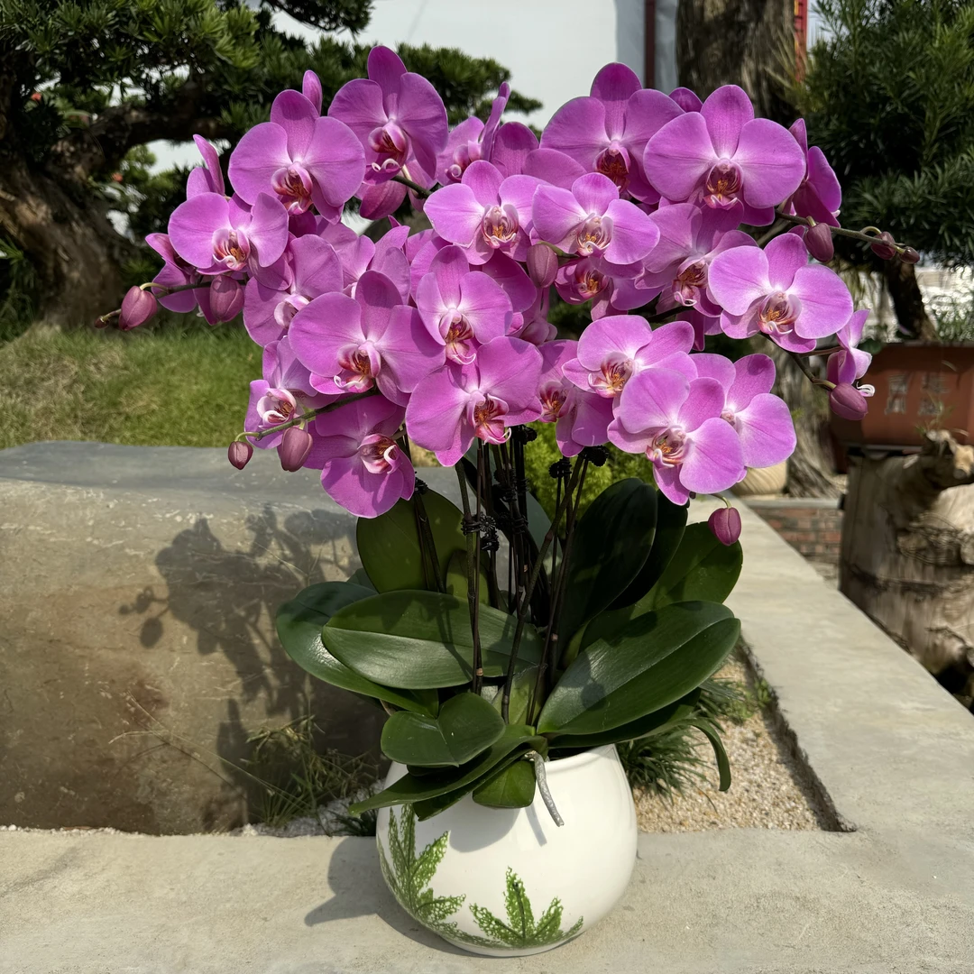 蝴蝶兰 《阿波利斯》年宵爆款 粉紫色系 带花带花苞基地直发