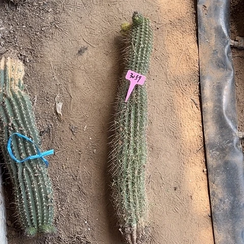 徐****u粉桃精灵3059瑕疵无售后